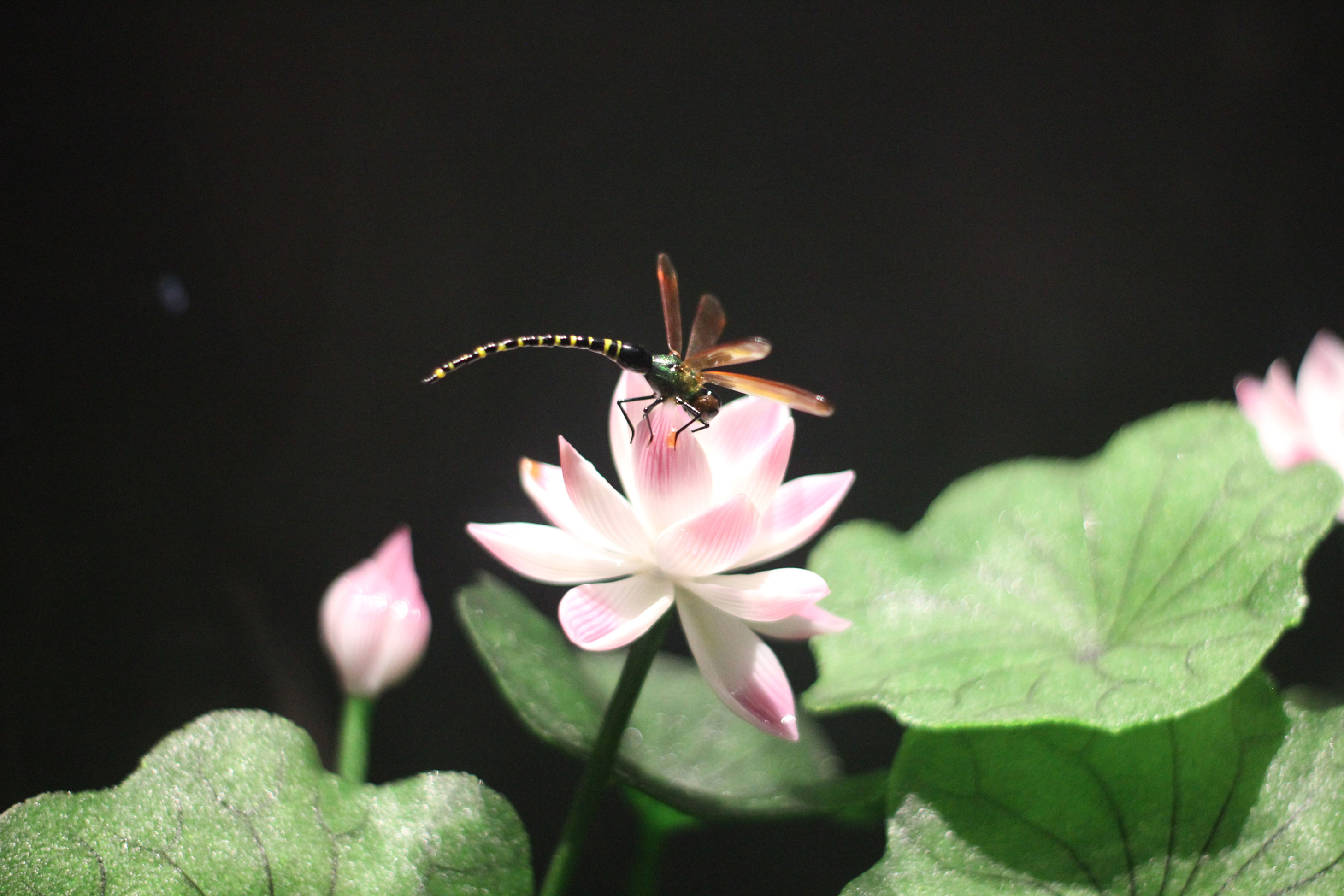 ����ͻ��-������κ�����_MG������Ϸ